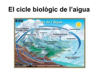 El cicle biològic de l’aigua
 