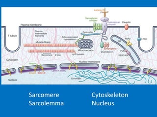 Sarcomere Cytoskeleton
Sarcolemma Nucleus
 