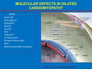 MOLECULAR DEFECTS IN DILATED
CARDIOMYOPATHY
Fatkin D, et al. NEJM 1999;341
GENES
Lamin A/C
δ-sarcoglycan
Dystrophin
Desmin
Vinculin
Titin
Troponin-T
α-tropomyosin
ß-myosin heavy chain
Actin
Mitochondrial DNA mutations
 