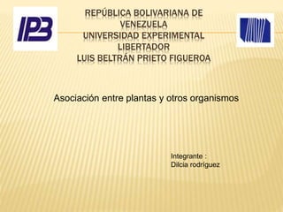 REPÚBLICA BOLIVARIANA DE
VENEZUELA
UNIVERSIDAD EXPERIMENTAL
LIBERTADOR
LUIS BELTRÁN PRIETO FIGUEROA
Asociación entre plantas y otros organismos
Integrante :
Dilcia rodríguez
 