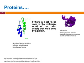 Proteins….
16




                                                   If there is a job to be
                                                   done in the molecular
                                                   world of our cells,
                                                   usually that job is done
                                                   by a protein.              CATALASE
                                                                              An enzyme which removes
                                                                              Hydrogen peroxide from your body
                                                                              so it does not become toxic




                   A protein hormone which
                   helps to regulate your
                   blood sugar levels




     http://courses.washington.edu/conj/protein/insulin2.gif
     http://www.biochem.ucl.ac.uk/bsm/pdbsum/1gwf/main.html
 