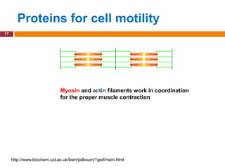 Proteins for cell motility
17




                            Myosin and actin filaments work in coordination
                            for the proper muscle contraction




     http://www.biochem.ucl.ac.uk/bsm/pdbsum/1gwf/main.html
 