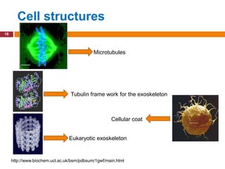 Cell structures
18




                                                    Microtubules




                                       Tubulin frame work for the exoskeleton



                                                              Cellular coat


                                      Eukaryotic exoskeleton


     http://www.fz-juelich.de/ibi/ibi-1/Cellular_signaling/
     http://www.biochem.ucl.ac.uk/bsm/pdbsum/1gwf/main.html
     http://cpmcnet.columbia.edu/dept/gsas/anatomy/Faculty/Gundersen/main.html
 