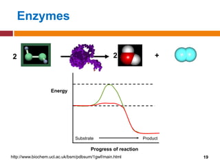 Enzymes


2                                                 2                +



                   Energy




                               Substrate                      Product

                                       Progress of reaction
http://www.biochem.ucl.ac.uk/bsm/pdbsum/1gwf/main.html                  19
 