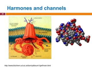 Harmones and channels
20




     http://www.biochem.ucl.ac.uk/bsm/pdbsum/1gwf/main.html
 