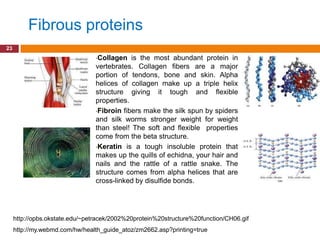 Fibrous proteins
23
                                 •Collagen   is the most abundant protein in
                                 vertebrates. Collagen fibers are a major
                                 portion of tendons, bone and skin. Alpha
                                 helices of collagen make up a triple helix
                                 structure giving it tough and flexible
                                 properties.
                                 •Fibroin fibers make the silk spun by spiders
                                 and silk worms stronger weight for weight
                                 than steel! The soft and flexible properties
                                 come from the beta structure.
                                 •Keratin is a tough insoluble protein that
                                 makes up the quills of echidna, your hair and
                                 nails and the rattle of a rattle snake. The
                                 structure comes from alpha helices that are
                                 cross-linked by disulfide bonds.




     http://opbs.okstate.edu/~petracek/2002%20protein%20structure%20function/CH06.gif
     http://my.webmd.com/hw/health_guide_atoz/zm2662.asp?printing=true
 
