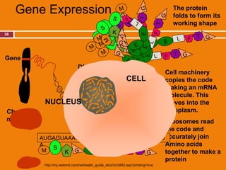 Gene Expression                                                               The protein
                                                                                   folds to form its
                                                                                   working shape
26




Gene
                                DNA
                                                                                 Cell machinery
                                                              CELL               copies the code
                                               G T       A C T A                 making an mRNA
                                         The order of bases in                   molecule. This
             NUCLEUS                     DNA is a code for                       moves into the
 Chromoso                                making proteins. The                    cytoplasm.
 me                                      code is read in
                                            Ribosomes read
                                         groups of three
                                            the code and
            AUGAGUAAAGGAGAAGAACUUUUCACUGGAU accurately join
            A                               Amino acids
             M S        E   E   L F T
                  K                         together to make a
                                            protein
             http://my.webmd.com/hw/health_guide_atoz/zm2662.asp?printing=true
 