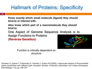 Hallmark of Proteins: Specificity
27

        Know exactly which small molecule (ligand) they should
        bind to or interact with.
        Also know which part of a macromolecule they should
        bind to.
        One Aspect of Genome Sequence Analysis is to
        Assign Functions to Proteins
        (Reverse Genetics)


                  Function is critically dependent on
                               structure


Schween G, Egener T, Fritzkowsky D, Granado J, Guitton M C(2005), Large-scale analysis of Physcomitrella
plants transformed with different gene disruption libraries: Production parameters and mutant phenotypes,
Plant Biology, 7 (3), pp. 228–237.
 