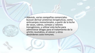 • Además, varias compañías comerciales
buscan derivar proteínas terapéuticas, como
anticuerpos monoclonales, a partir de la leche
de vacas, cabras, conejos y ratones
transgénicos, y utilizar esta leche para
administrar drogas para el tratamiento de la
artritis reumática, el cáncer y otros
desórdenes auto-inmunes.
 