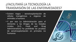 ¿FACILITARÁ LA TECNOLOGÍA LA
TRANSMISIÓN DE LAS ENFERMEDADES?
• Existen riegos : xenotrasplantación de
células transgénicas u órganos de
animales a humano
• Y por eso La Administración para el
Alimento y las Drogas de los Estados
Unidos (U.S. Food and Drug
Administration) ha prohibido las pruebas
de xenotrasplantación en primates no
humanos
 