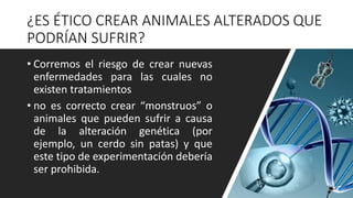 ¿ES ÉTICO CREAR ANIMALES ALTERADOS QUE
PODRÍAN SUFRIR?
• Corremos el riesgo de crear nuevas
enfermedades para las cuales no
existen tratamientos
• no es correcto crear “monstruos” o
animales que pueden sufrir a causa
de la alteración genética (por
ejemplo, un cerdo sin patas) y que
este tipo de experimentación debería
ser prohibida.
 