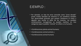 EJEMPLO :
• Por ejemplo, un tipo de arroz conocido como “arroz dorado”
posee niveles elevados de vitamina A. Los científicos también
han desarrollado girasoles que poseen resistencia al moho y
algodón que resiste el daño de los insectos. Las posibles
combinaciones transgénicas se pueden clasificar en tres
categorías (aquí la palabra “animal” se refiere a no humano.
• •Combinaciones planta-animal-humano;
• •Combinaciones animal-animal; y
• •Combinaciones animal-humano
 