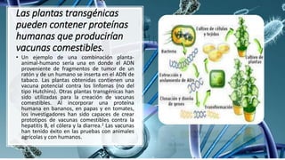 Las plantas transgénicas
pueden contener proteínas
humanas que producirían
vacunas comestibles.
• Un ejemplo de una combinación planta-
animal-humano sería una en donde el ADN
proveniente de fragmentos de tumor de un
ratón y de un humano se inserta en el ADN de
tabaco. Las plantas obtenidas contienen una
vacuna potencial contra los linfomas (no del
tipo Hutchins). Otras plantas transgénicas han
sido utilizadas para la creación de vacunas
comestibles. Al incorporar una proteína
humana en bananos, en papas y en tomates,
los investigadores han sido capaces de crear
prototipos de vacunas comestibles contra la
hepatitis B, el cólera y la diarrea.2 Las vacunas
han tenido éxito en las pruebas con animales
agrícolas y con humanos.
 