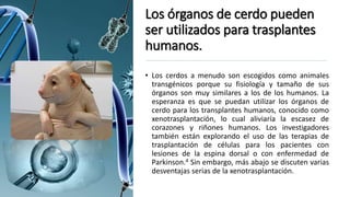 Los órganos de cerdo pueden
ser utilizados para trasplantes
humanos.
• Los cerdos a menudo son escogidos como animales
transgénicos porque su fisiología y tamaño de sus
órganos son muy similares a los de los humanos. La
esperanza es que se puedan utilizar los órganos de
cerdo para los transplantes humanos, conocido como
xenotrasplantación, lo cual aliviaría la escasez de
corazones y riñones humanos. Los investigadores
también están explorando el uso de las terapias de
trasplantación de células para los pacientes con
lesiones de la espina dorsal o con enfermedad de
Parkinson.4 Sin embargo, más abajo se discuten varias
desventajas serias de la xenotrasplantación.
 