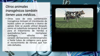 Otros animales
transgénicos también
tienen usos médicos.
• Otros usos de esta combinación
transgénica incluyen el crecimiento de
tejidos sobre un andamio o marco de
apoyo. Éste se puede utilizar después
como un substituto temporal de la piel
para el tratamiento de heridas o
quemaduras,6para reemplazar
cartílagos, válvulas del
corazón derivaciones cerebroespinales
o hasta tubos de colágeno para guiar
el recrecimiento de nervios que han
sido dañados.
 