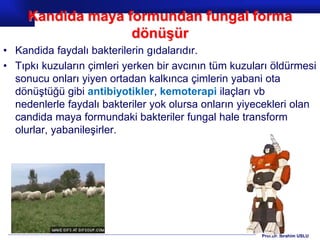 Prof.Dr. İbrahim USLU
Kandida maya formundan fungal forma
dönüşür
• Kandida faydalı bakterilerin gıdalarıdır.
• Tıpkı kuzu...