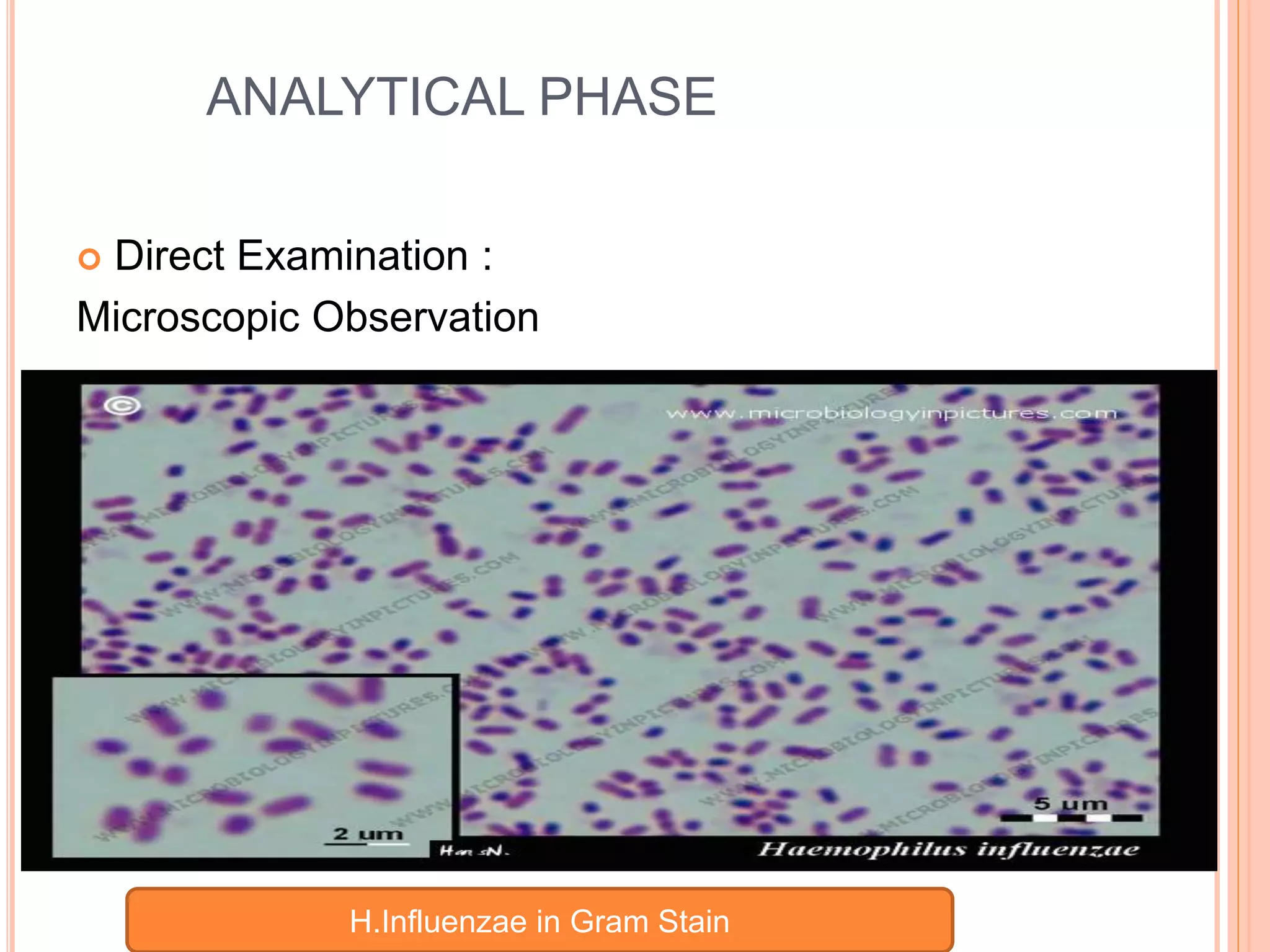 Haemophilus influenzae | PPTX