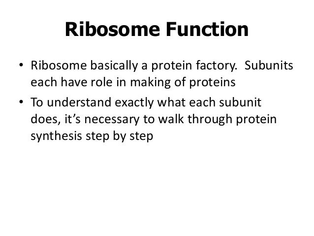 Ribosomes