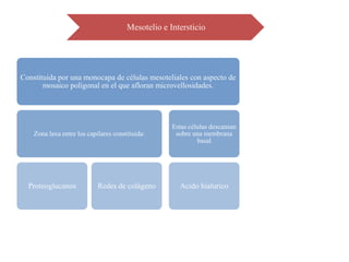 Mesotelio e Intersticio




Constituida por una monocapa de células mesoteliales con aspecto de
       mosaico poligonal en el que afloran microvellosidades.




                                                    Estas células descansan
    Zona laxa entre los capilares constituida:       sobre una membrana
                                                             basal




  Proteoglucanos            Redes de colágeno         Acido hialurico
 