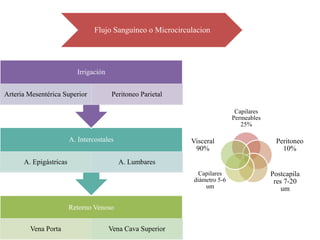 Flujo Sanguíneo o Microcirculacion




                          Irrigación


Arteria Mesentérica Superior           Peritoneo Parietal

                                                                              Capilares
                                                                             Permeables
                                                                                25%

                        A. Intercostales                     Visceral                      Peritoneo
                                                              90%                            10%
      A. Epigástricas                      A. Lumbares
                                                                Capilares                 Postcapila
                                                              diámetro 5-6                 res 7-20
                                                                  um                          um

                        Retorno Venoso


        Vena Porta                     Vena Cava Superior
 