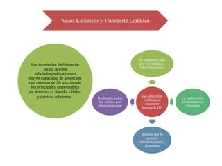 Vasos Linfáticos y Transporte Linfático




                                                     Se reabsorbe mas
 Los terminales linfáticos de                        por los linfáticos
         las de la zona                              subdiafragmática
   subdiafragmática tienen
mayor capacidad de absorción
con estomas de 20 µm, siendo
 los principales responsables
de absorber el líquido, células
     y detritus sobrantes..       Reabsorbe todos
                                                      La Absorción
                                                                          La reabsorción
                                                       Linfática se
                                   los solutos por                        es constante en
                                                        mantiene
                                  retroconveccion                            el tiempo
                                                      durante la DP:




                                                      Influida por la
                                                          presión
                                                     intraabdominal y
                                                         la postura
 
