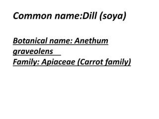 Common name:Dill (soya)
Botanical name: Anethum
graveolens
Family: Apiaceae (Carrot family)
 