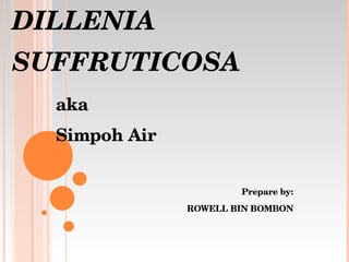 DILLENIA SUFFRUTICOSA aka Simpoh Air Prepare by: ROWELL BIN BOMBON 