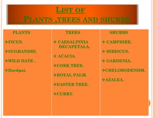 LIST OF
PLANTS ,TREES AND SHURBS
PLANTS
FICUS.
SUGHANDHI.
WILD DATE .
Dardpat.
TREES
 CAESALPINIA
DECAPETALA.
 ACACIA.
CORK TREE.
ROYAL PALM.
EASTER TREE.
CURRY.
SHURBS
 CAMPHIRE.
 HIBISCUS.
 GARDENIA.
CHELORODENDM.
AZALEA.
 