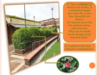  “This is HIBISCUS
which is an shurbs, at
a maximum hieght
goes upto 5ft, it also
have beautiful red
flower.
It’s leaf are not so big
but medium insize,
with red stem.
They can be mould
in any design as per
required shape.”
It is placed with ramp
aligned to amphitheater.
 