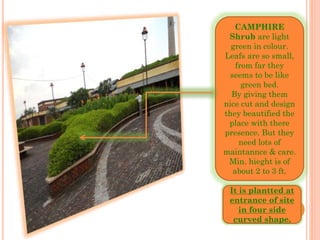 CAMPHIRE
Shrub are light
green in colour.
Leafs are so small,
from far they
seems to be like
green bed.
By giving them
nice cut and design
they beautified the
place with there
presence. But they
need lots of
maintannce & care.
Min. hieght is of
about 2 to 3 ft.
It is plantted at
entrance of site
in four side
curved shape.
 