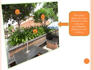 The other
plants & trees
Planted in this
area are
(a) drddpath.
(b)Easter tree.
(c) ficus.a
c
b
 