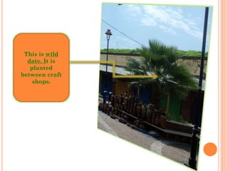 This is wild
date. It is
planted
between craft
shops.
 