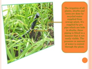The irrgation of all
plants, shurbs and
trees are done by
recycled water
supplied from
sewage plant, It’s
supplied by pvc
pipe which are hide
in shurbs, these
piping is fitted in a
manner that it not
easily visible. The
pressure or amount
of water is control
through the plant.
 