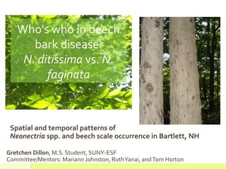 Spatial and temporal patterns of
Neonectria spp. and beech scale occurrence in Bartlett, NH
Gretchen Dillon, M.S. Student, SUNY-ESF
Committee/Mentors: Mariann Johnston, RuthYanai, andTom Horton
Who's who in beech
bark disease:
N. ditissima vs. N.
faginata
 