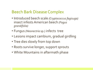 Beech Bark Disease Complex
• Introduced beech scale (Cryptococcus fagisuga)
insect infests American beech (Fagus
grandifol...