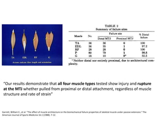 Garrett, William E., et al. "The effect of muscle architecture on the biomechanical failure properties of skeletal muscle under passive extension." The
American Journal of Sports Medicine 16.1 (1988): 7-12.
“Our results demonstrate that all four muscle types tested show injury and rupture
at the MTJ whether pulled from proximal or distal attachment, regardless of muscle
structure and rate of strain”
 