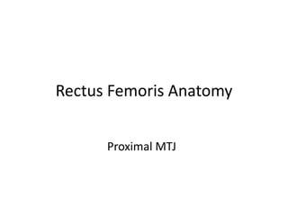 Rectus Femoris Anatomy
Proximal MTJ
 