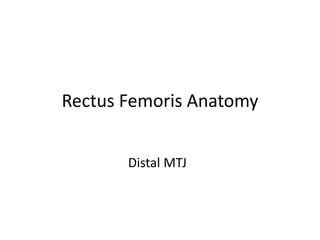 Rectus Femoris Anatomy
Distal MTJ
 