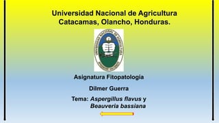 Universidad Nacional de Agricultura
Catacamas, Olancho, Honduras.
Asignatura Fitopatología
Dilmer Guerra
Tema: Aspergillus flavus y
Beauveria bassiana
 