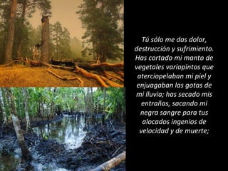 Tú sólo me das dolor,
destrucción y sufrimiento.
Has cortado mi manto de
vegetales variopintos que
aterciopelaban mi piel y
enjuagaban las gotas de
mi lluvia; has secado mis
entrañas, sacando mi
negra sangre para tus
alocados ingenios de
velocidad y de muerte;
 