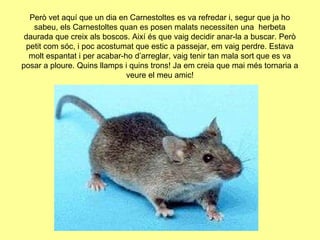 Però vet aquí que un dia en Carnestoltes es va refredar i, segur que ja ho sabeu, els Carnestoltes quan es posen malats necessiten una  herbeta daurada que creix als boscos. Així és que vaig decidir anar-la a buscar. Però petit com sóc, i poc acostumat que estic a passejar, em vaig perdre. Estava molt espantat i per acabar-ho d’arreglar, vaig tenir tan mala sort que es va posar a ploure. Quins llamps i quins trons! Ja em creia que mai més tornaria a veure el meu amic!