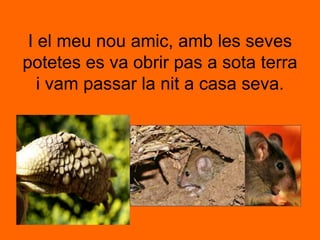 I el meu nou amic, amb les seves potetes es va obrir pas a sota terra i vam passar la nit a casa seva.