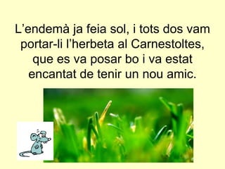 L’endemà ja feia sol, i tots dos vam  portar-li l’herbeta al Carnestoltes, que es va posar bo i va estat encantat de tenir un nou amic.