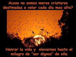 Acaso no somos meras criaturas destinadas a volar cada día mas alto? Honrar la vida y  elevarnos hasta el milagro de “ser dignos” de ella 