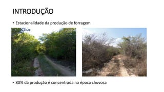 INTRODUÇÃO
• Estacionalidade da produção de forragem
• 80% da produção é concentrada na época chuvosa
 