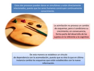 La asimilación no provoca un cambio
de esquemas, pero sí condiciona su
crecimiento; en consecuencia,
forma parte del desarrollo de los
sujetos en lo referente a lo cognitivo
Estos dos procesos pueden darse en simultáneo y están directamente
relacionados, puesto que los seres humanos construyen continuamente
conocimiento.
De esta manera se establece un vínculo
de dependencia con la acomodación, puesto que es ésta la que en última
instancia cambia los esquemas que están establecidos con la nueva
información.
 