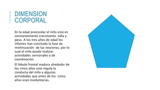 DIMENSION 
CORPORAL 
En la edad preescolar el niño está en 
constantemente crecimiento talla y 
peso. A los tres años de edad los 
infantes han concluido la fase de 
mielinización de las neuronas, por lo 
cual el niño puede realizar 
actividades sensoriales y de 
coordinación. 
El lóbulo frontal madura alrededor de 
los cinco años este regula la 
conducta del niño y algunas 
actividades que antes de los cinco 
años eran involuntarias. 
 