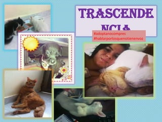 Trascende
ncia#adoptanocompres
#hablarporlosquenotienenvoz
 