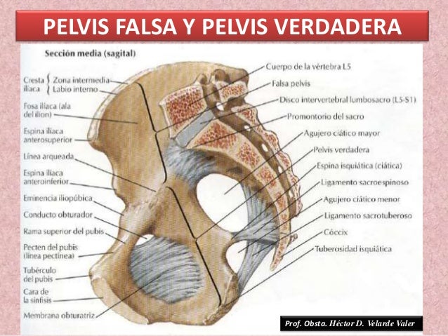 Pelvis Verdadera Y Pelvis Falsa