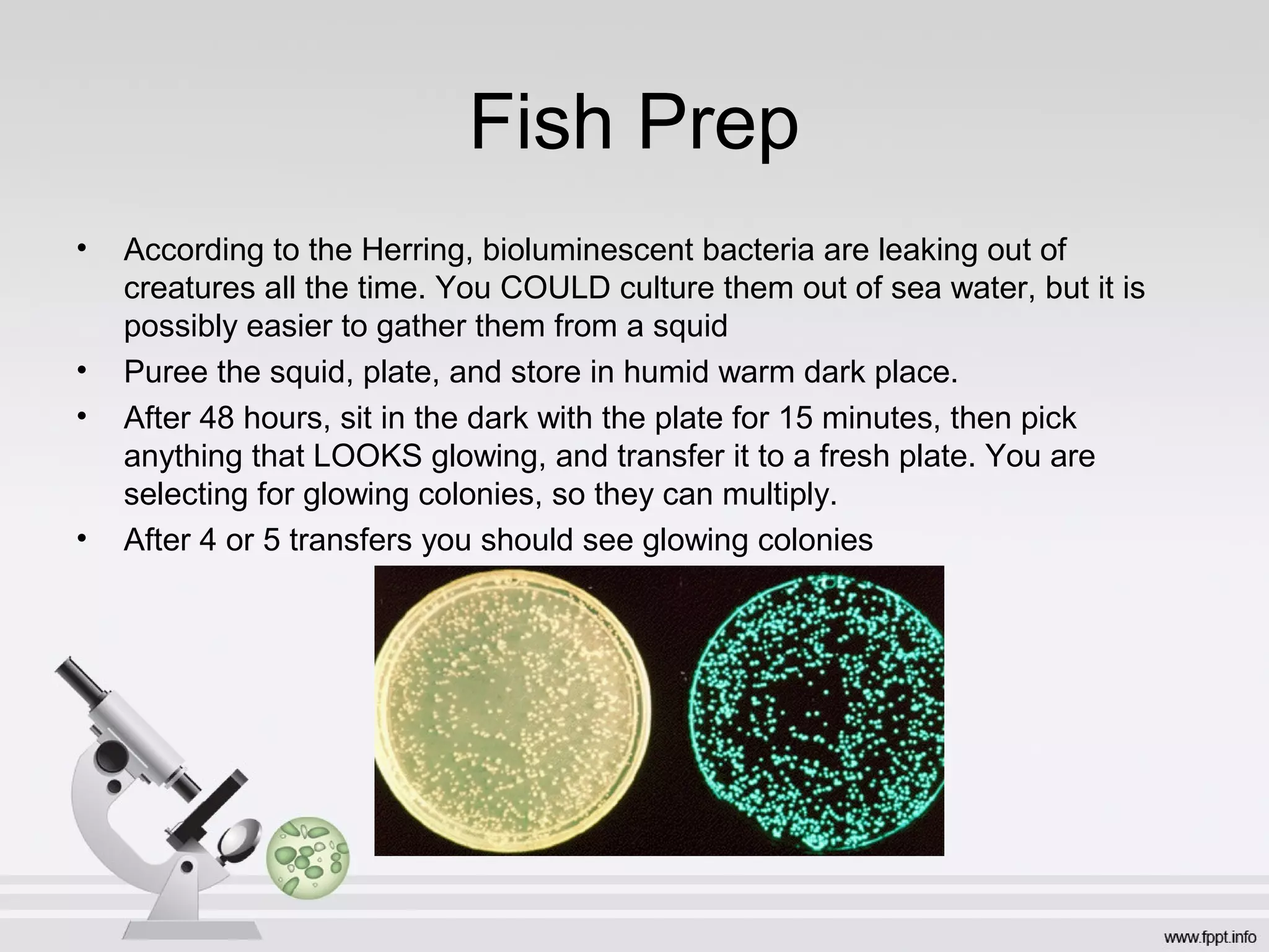 Fish Prep
•   According to the Herring, bioluminescent bacteria are leaking out of
    creatures all the time. You COULD culture them out of sea water, but it is
    possibly easier to gather them from a squid
•   Puree the squid, plate, and store in humid warm dark place.
•   After 48 hours, sit in the dark with the plate for 15 minutes, then pick
    anything that LOOKS glowing, and transfer it to a fresh plate. You are
    selecting for glowing colonies, so they can multiply.
•   After 4 or 5 transfers you should see glowing colonies
 